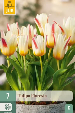 Alleen vandaag | JUB X 7 Tulipa Floresta
