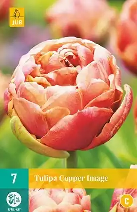 JUB X 5 Tulipa Copper Image | Zolang de voorraad strekt