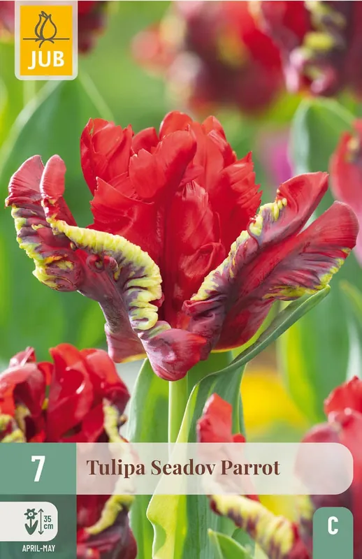 JUB X 7 Tulipa Seadov Parrot - Bestel vandaag