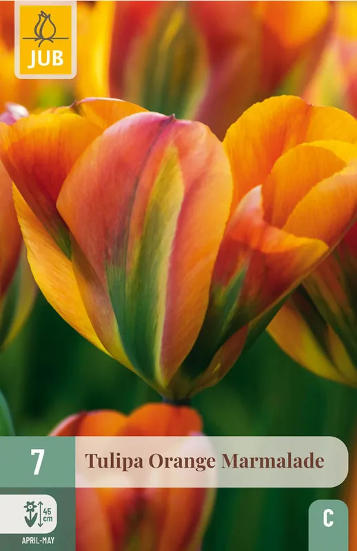 Erg populair | JUB X 7 Tulipa Orange Marmalade