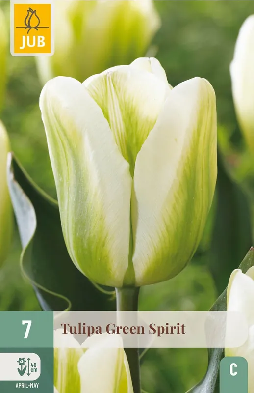 Bespaar meer - JUB X 7 Tulipa Green Spirit