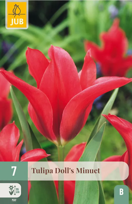 JUB X 7 Tulipa Doll‘s Minuet - Scherp geprijsd