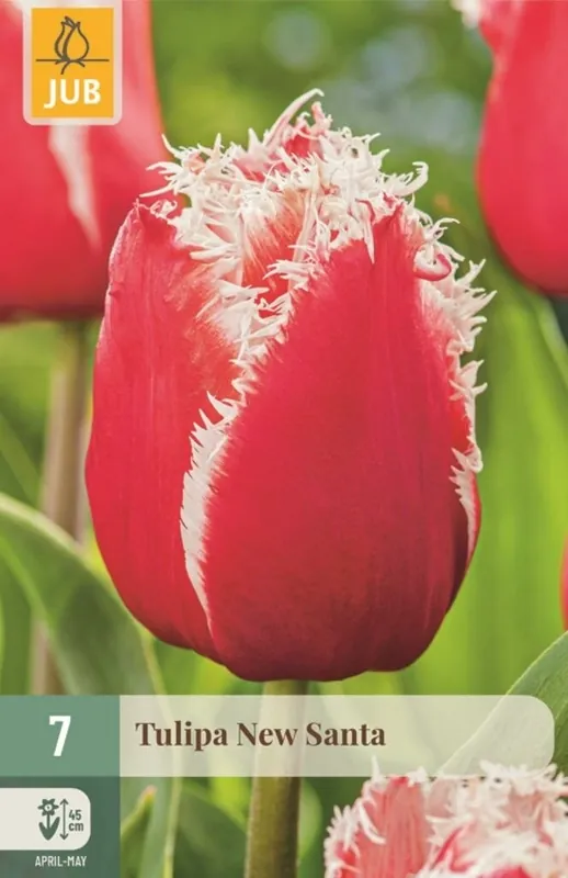 JUB X 7 Tulipa New Santa | Eenvoudig retourneren
