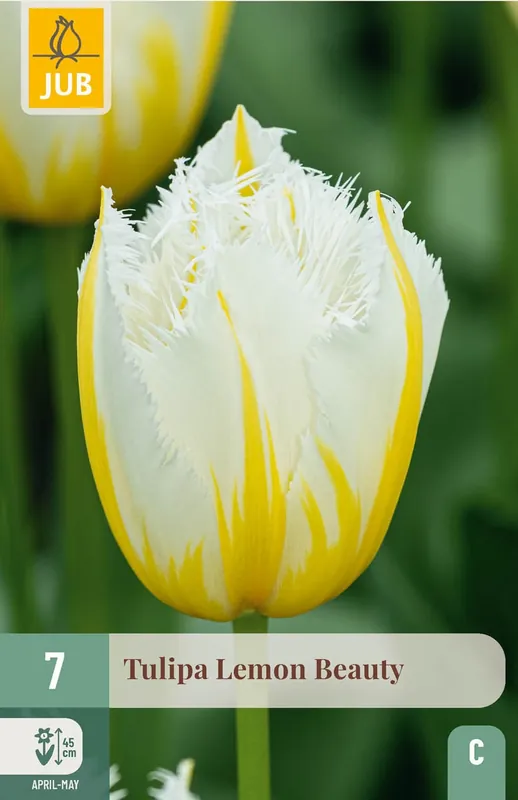 Flitsaanbieding - JUB X 7 Tulipa Lemon Beauty