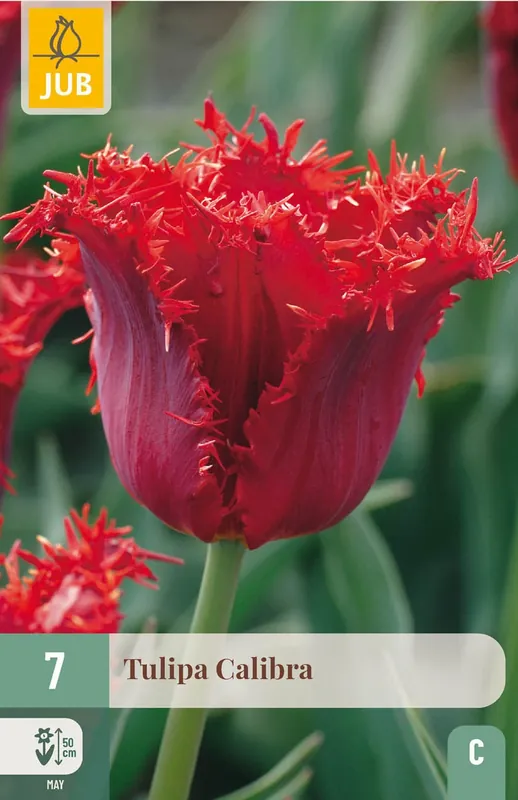 Online bestellen | JUB X 7 Tulipa Calibra