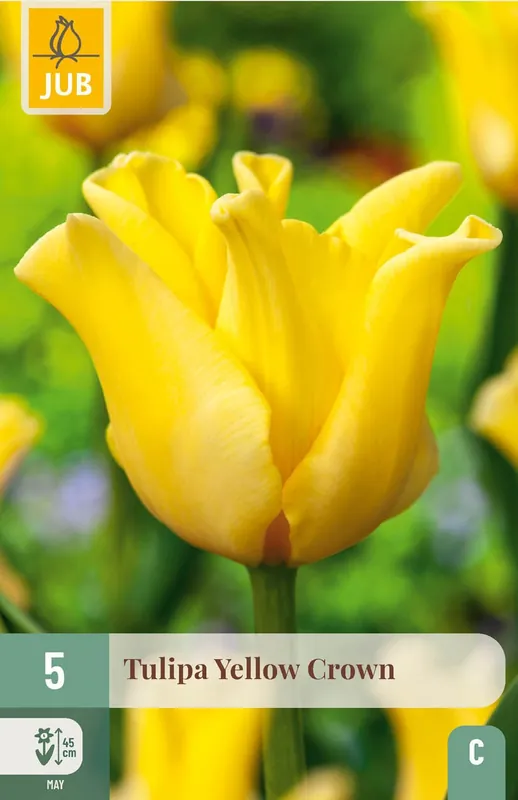 JUB X 5 Tulipa Yellow Crown | Veilige betaling