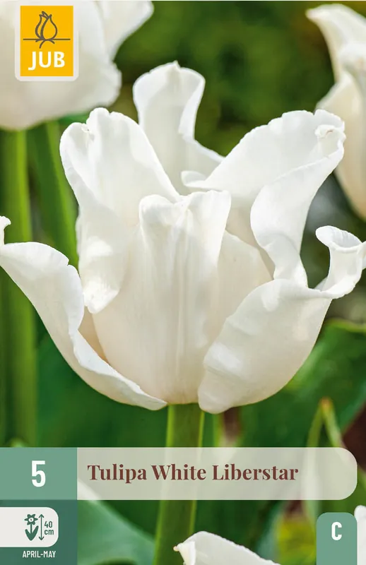 JUB X 5 Tulipa White Liberstar - Scherpe prijs
