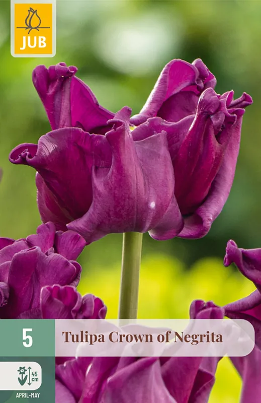 JUB X 5 Tulipa Crown of Negrita | Zojuist toegevoegd