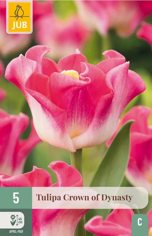 Veilig winkelen | JUB X 5 Tulipa Crown of Dynasty