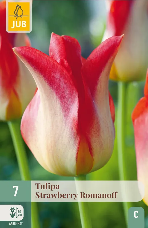 Erg populair | JUB X 7 Tulipa Strawberry Romanoff
