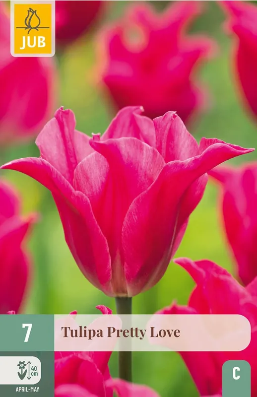 JUB X 7 Tulipa Pretty Love | Nog enkele stuks