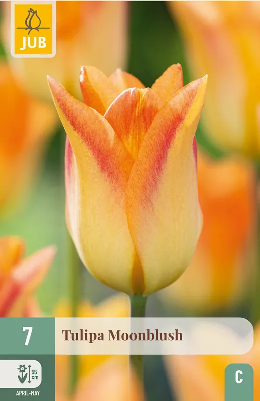 Koopje | JUB X 7 Tulipa Moonblush