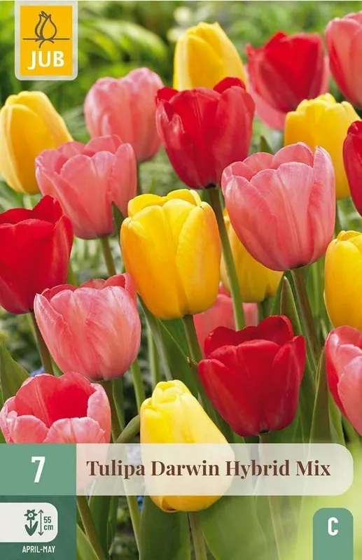 JUB X 7 Tulipa Darwin hybride Mix | Goed beoordeeld