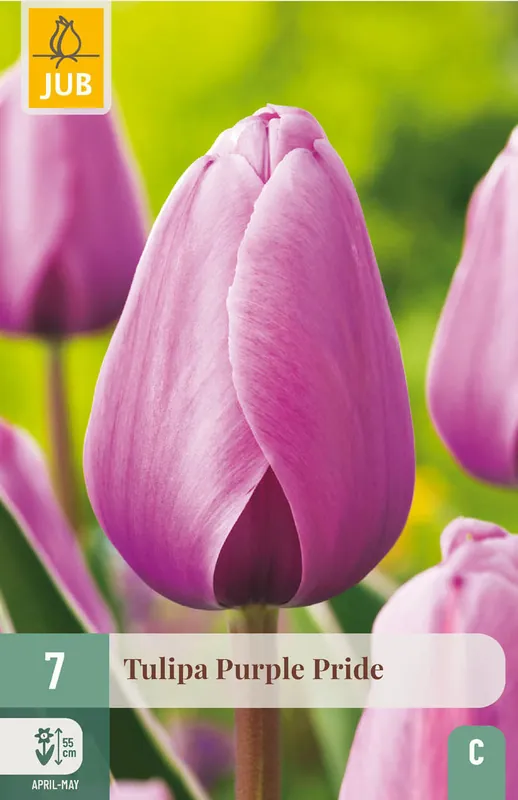 JUB X 7 Tulipa Purple Pride | Lage prijs