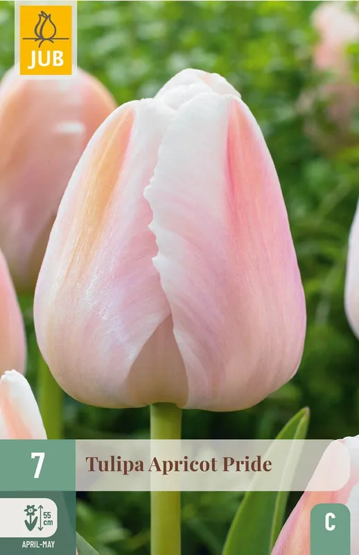 JUB X 7 Tulipa Apricot Pride - Bestel vandaag