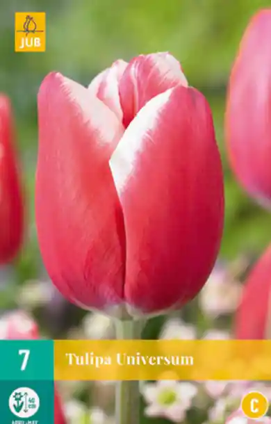 JUB X 7 Tulipa Universum - Korting