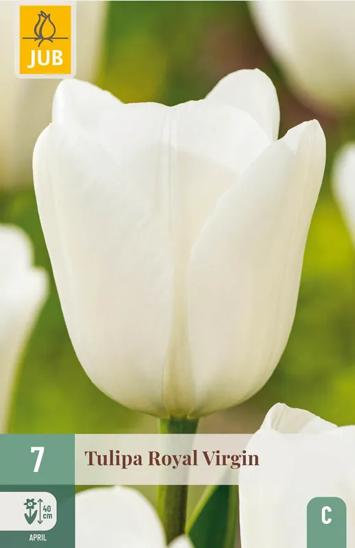 Bespaar nu - JUB X 7 Tulipa Royal Virgin
