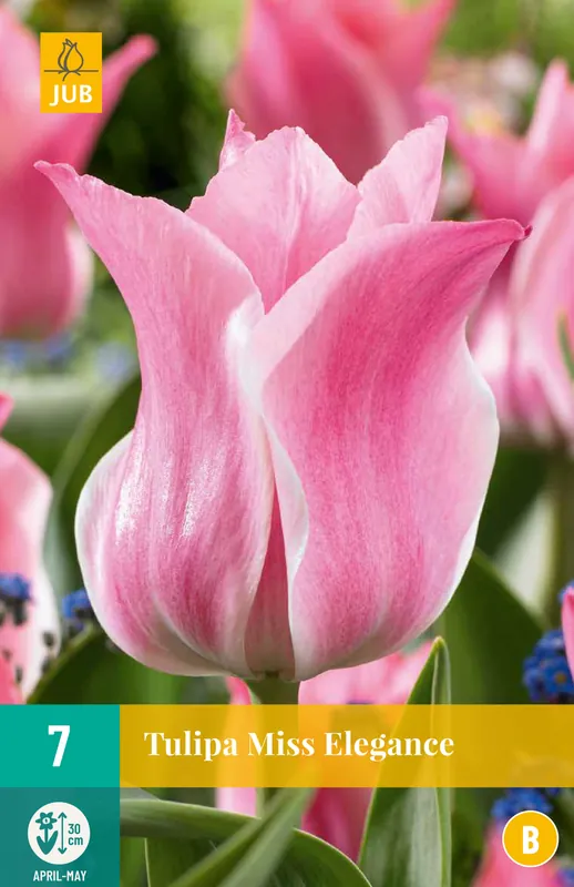 Klaar voor verzending - JUB X 7 Tulipa Miss Elegance