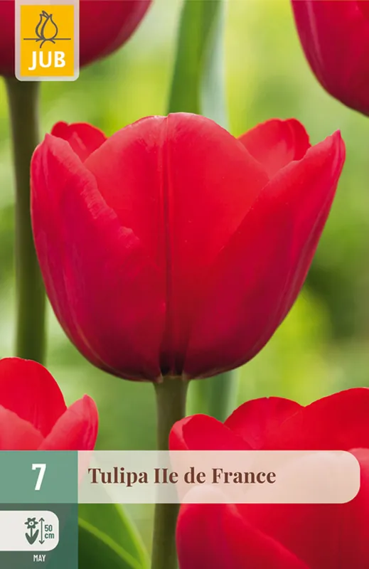 Topproduct - JUB X 7 Tulipa Ile de France