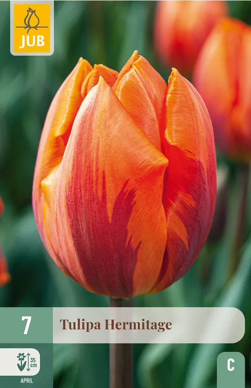 Gratis retourneren - JUB X 7 Tulipa Hermitage