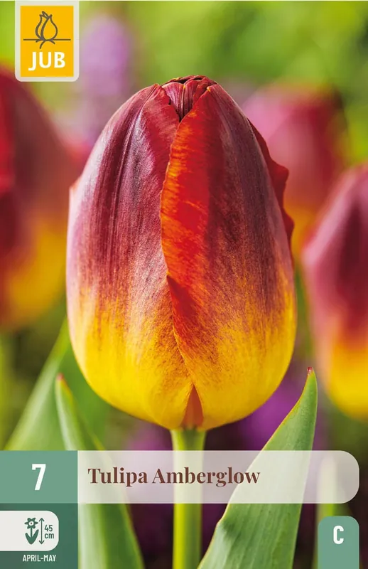 Bestel vandaag - JUB X 7 Tulipa Amberglow