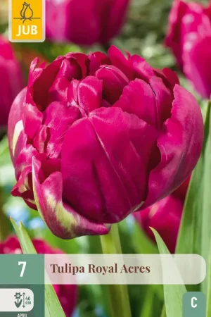 Alleen vandaag - JUB X 7 Tulipa Royal Acres