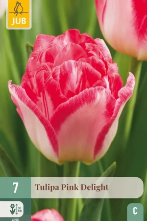 Aanrader | JUB X 7 Tulipa Pink Delight