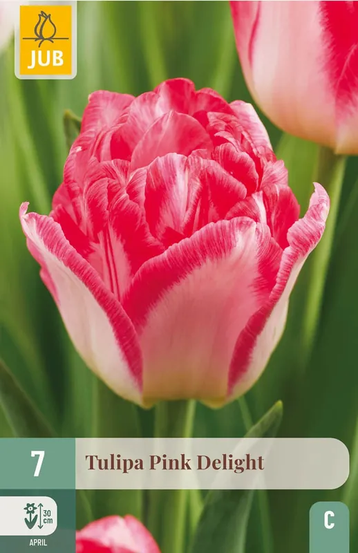 Aanrader | JUB X 7 Tulipa Pink Delight