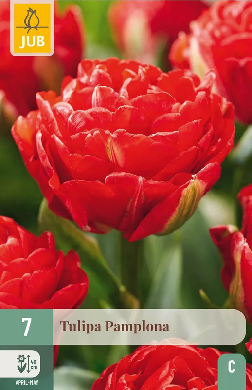 JUB X 7 Tulipa Pamplona - Sale