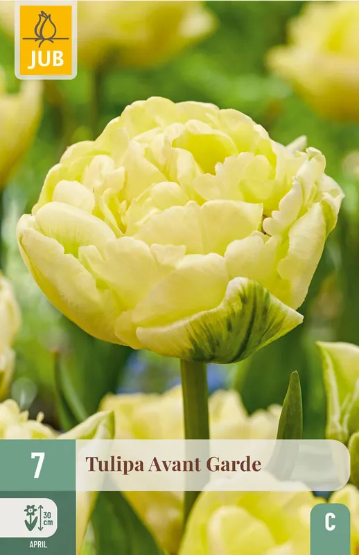 Vanaf nu beschikbaar - JUB X 7 Tulipa Avant Garde