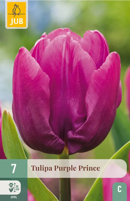 Hoog gewaardeerd - JUB X 7 Tulipa Purple Prince