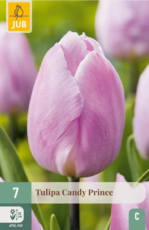 Direct bestellen - JUB X 7 Tulipa Candy Prince