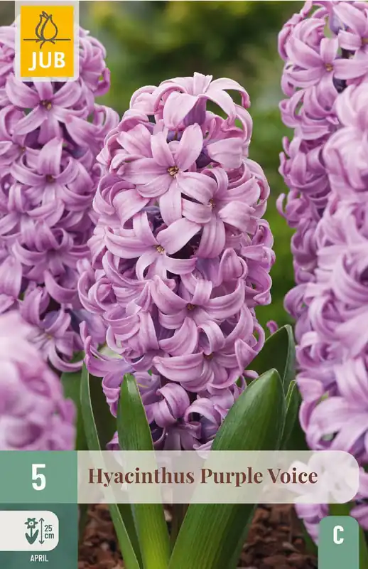 JUB x 5 Hyacinthus Purple Voice | Nu beschikbaar