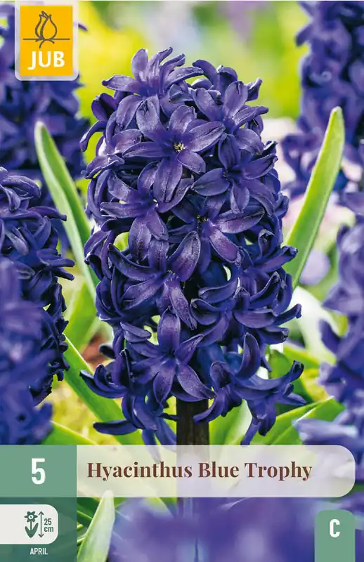 Trending | JUB X 5 Hyacinthus Blue Trophy