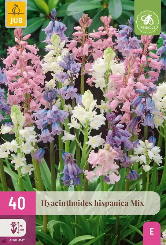 Hyacinthoides hispanica mix 40st - Veel gevraagd