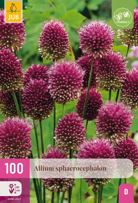 Allium sphaerocephalon 100st | Direct bestellen
