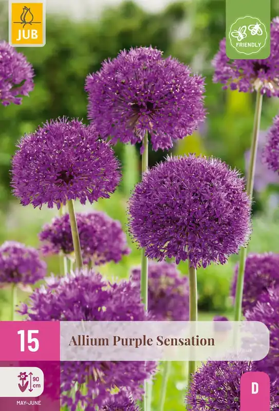 Allium purple sensation 15st | Scherp geprijsd