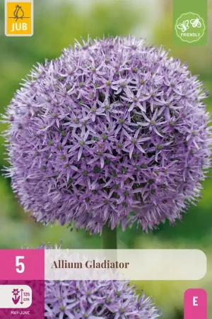 Allium gladiator 5st - Veel gekozen