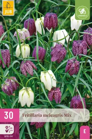 Zeer goed beoordeeld - Fritillaria meleagris mix 30st