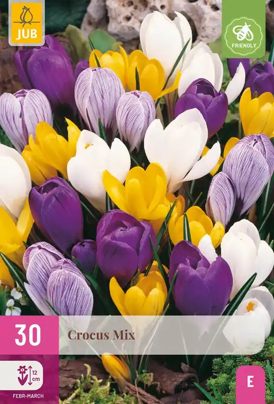Online kopen | Crocus grootbloemig mix 30st