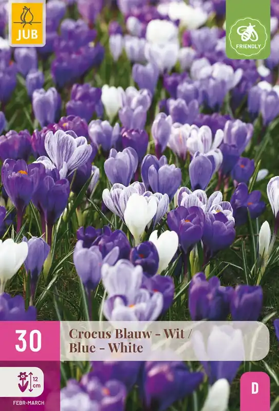 Crocus blauw/wit 30st | Populair