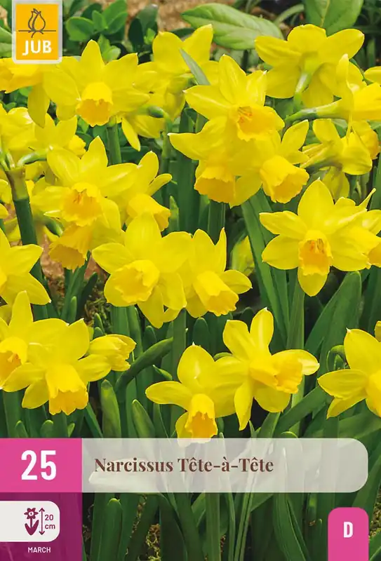 Narcissus tete-a-tete 25st | Direct kopen
