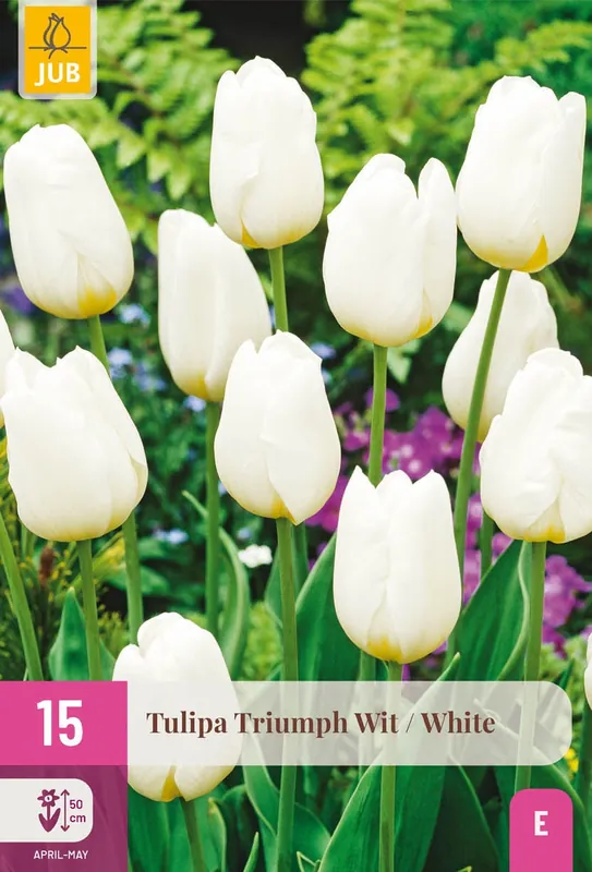Nu beschikbaar - Tulipa triumph wit 15st