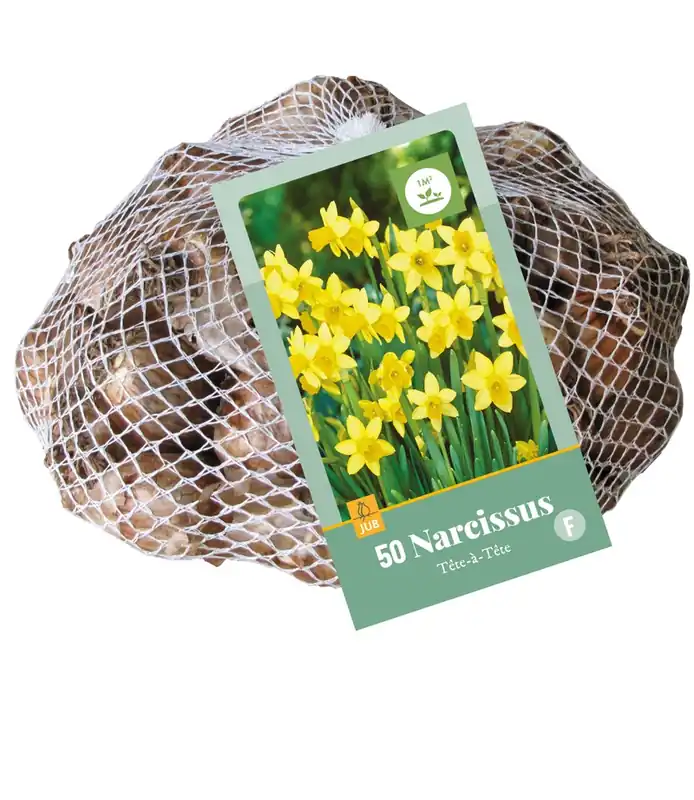 Professionele kwaliteit - Narcissus tete-a-tete 50st