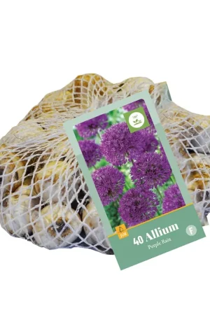 Allium purple rain 40st - Uitverkoop