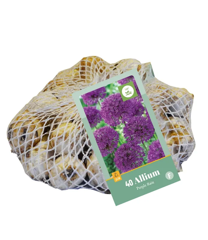 Allium purple rain 40st - Uitverkoop