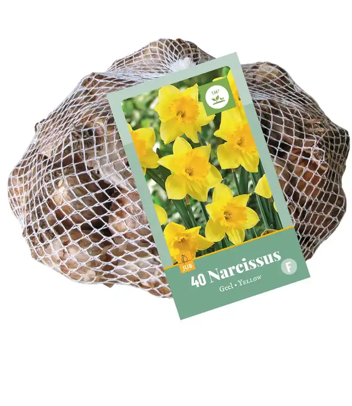 Narcissus geel 40st - Bestseller