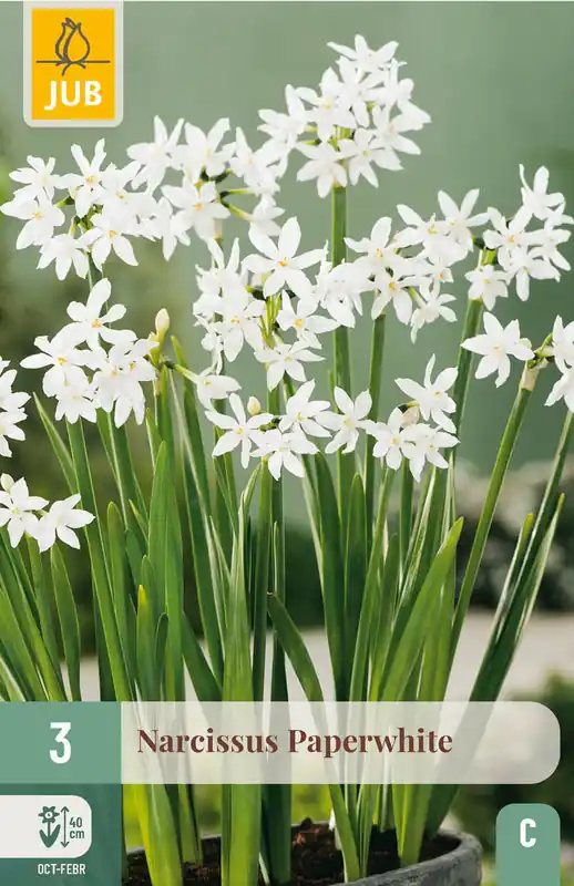 JUB X 3 Narcissus Paperwhite - Hoog gewaardeerd