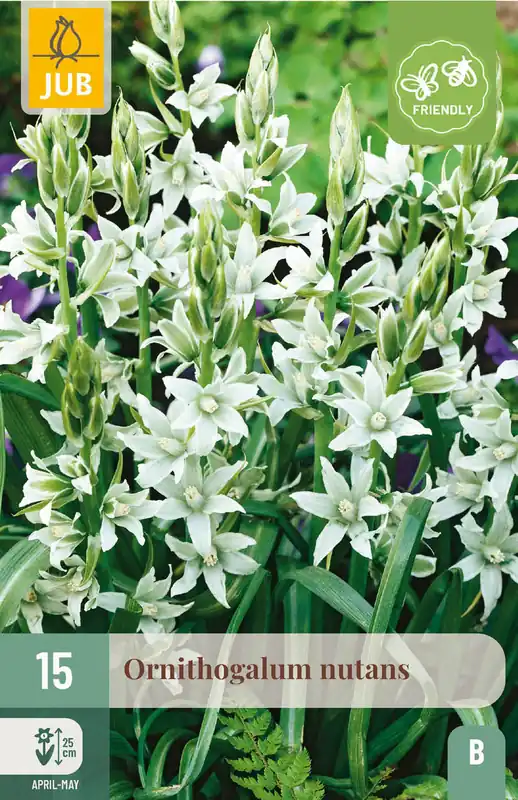 Premiumkwaliteit - JUB X 15 Ornithogalum nutans
