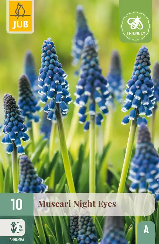 JUB X 10 Muscari Night Eyes - Net binnen